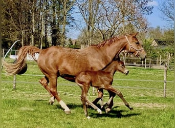 Belgisch Warmbloed, Merrie, 16 Jaar, 168 cm, Vos
