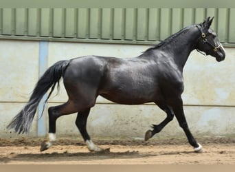 Belgisch Warmbloed, Merrie, 16 Jaar, 170 cm, Zwart