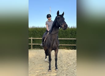 Belgisch Warmbloed, Merrie, 16 Jaar, 170 cm, Zwartbruin