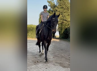 Belgisch Warmbloed, Merrie, 16 Jaar, 170 cm, Zwartbruin