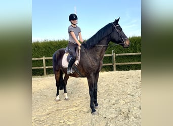 Belgisch Warmbloed, Merrie, 16 Jaar, 170 cm, Zwartbruin