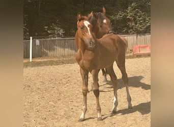 Belgisch Warmbloed, Merrie, 16 Jaar, 175 cm, Donkerbruin