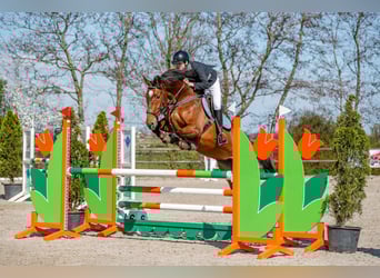 Belgisch Warmbloed, Merrie, 16 Jaar, 175 cm, Donkerbruin