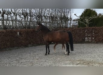 Belgisch Warmbloed, Merrie, 16 Jaar, 175 cm, Donkerbruin