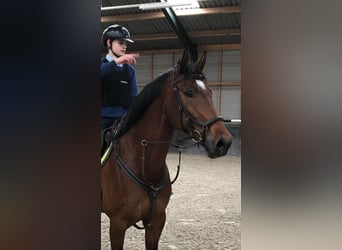 Belgisch Warmbloed, Merrie, 16 Jaar, 175 cm, Donkerbruin
