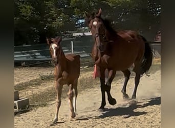 Belgisch Warmbloed, Merrie, 16 Jaar, 175 cm, Donkerbruin