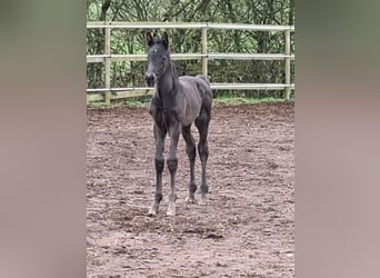 Belgisch Warmbloed, Merrie, 17 Jaar, 166 cm, Bruin