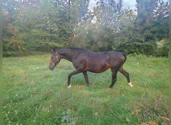Belgisch Warmbloed, Merrie, 17 Jaar, 168 cm, Bruin