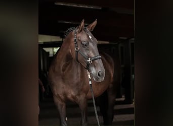 Belgisch Warmbloed, Merrie, 18 Jaar, 170 cm, Donkerbruin