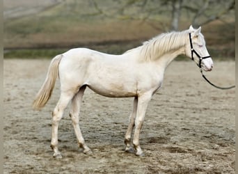 Belgisch Warmbloed, Merrie, 1 Jaar, 138 cm, Perlino