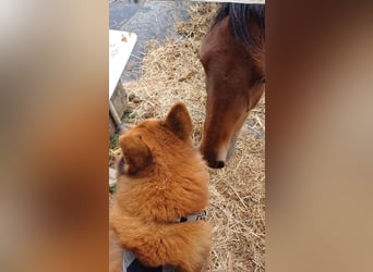 Belgisch Warmbloed, Merrie, 1 Jaar, 170 cm, Bruin