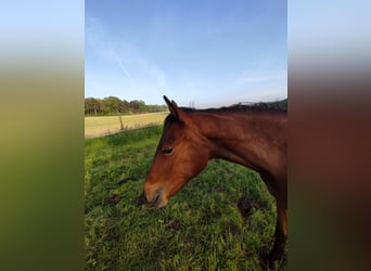Belgisch Warmbloed, Merrie, 1 Jaar, 170 cm, Bruin