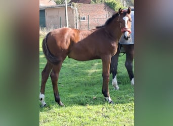 Belgisch Warmbloed, Merrie, 1 Jaar, Gevlekt-paard