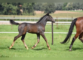 Belgisch Warmbloed, Merrie, 20 Jaar, 170 cm, Roodbruin