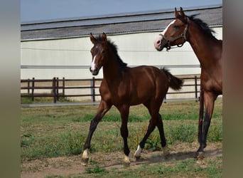 Belgisch Warmbloed, Merrie, 20 Jaar, 170 cm, Roodbruin