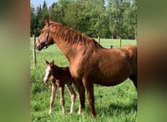 Belgisch Warmbloed, Merrie, 21 Jaar, 168 cm, Brauner