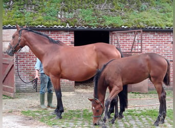 Belgisch Warmbloed, Merrie, 21 Jaar, 169 cm, Roodbruin