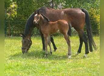 Belgisch Warmbloed, Merrie, 21 Jaar, 170 cm, Donkerbruin