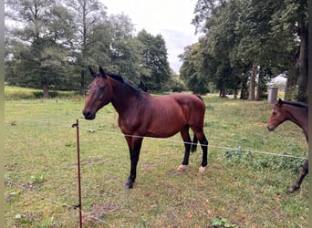 Belgisch Warmbloed, Merrie, 21 Jaar, 170 cm, Donkerbruin