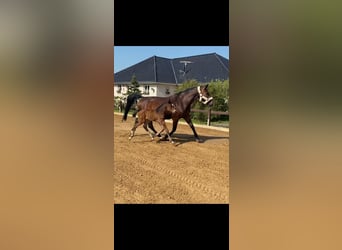 Belgisch Warmbloed, Merrie, 21 Jaar, 170 cm, Donkerbruin