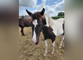 Belgisch Warmbloed, Merrie, 21 Jaar, 170 cm, Zwart
