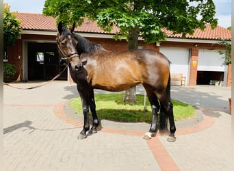 Belgisch Warmbloed, Merrie, 21 Jaar, Donkerbruin