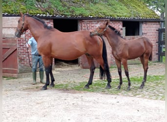 Belgisch Warmbloed, Merrie, 22 Jaar, 169 cm, Roodbruin