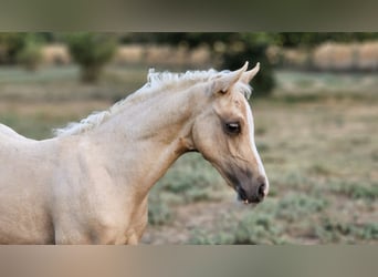 Belgisch Warmbloed, Merrie, 2 Jaar, 135 cm, Palomino