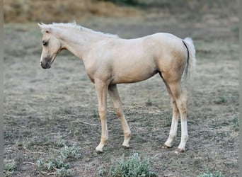 Belgisch Warmbloed, Merrie, 2 Jaar, 135 cm, Palomino