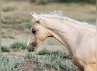Belgisch Warmbloed, Merrie, 2 Jaar, 135 cm, Palomino