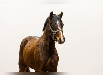 Belgisch Warmbloed, Merrie, 2 Jaar, 136 cm, Bruin