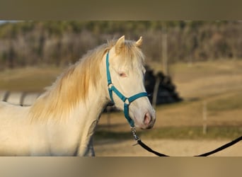 Belgisch Warmbloed, Merrie, 2 Jaar, 142 cm, Perlino