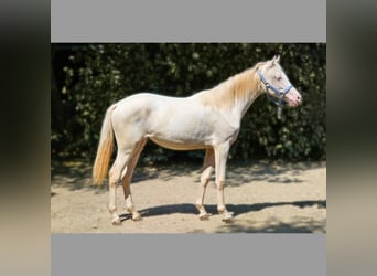 Belgisch Warmbloed, Merrie, 2 Jaar, 142 cm, Perlino