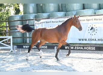 Belgisches Warmblut, Stute, 2 Jahre, 162 cm, Brauner