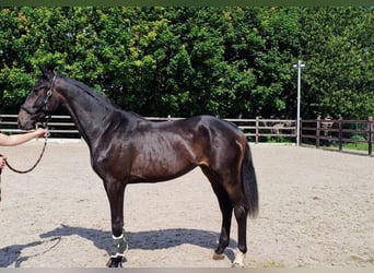 Belgisch Warmbloed, Merrie, 2 Jaar, 163 cm, Donkerbruin