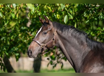 Belgisch Warmbloed, Merrie, 2 Jaar, 168 cm, Donkerbruin