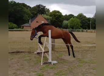 Belgisch Warmbloed, Merrie, 2 Jaar, 170 cm, Bruin
