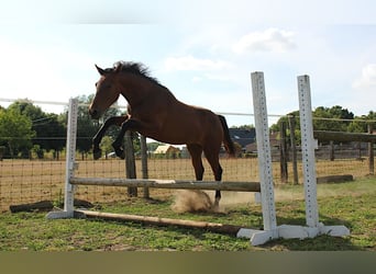 Belgisch Warmbloed, Merrie, 2 Jaar, 170 cm, Bruin