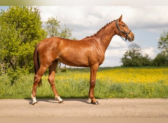 Belgisch Warmbloed, Merrie, 2 Jaar, 170 cm, Vos