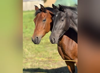 Belgisch Warmbloed, Merrie, 3 Jaar, 150 cm, Zwart