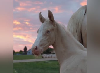 Belgisch Warmbloed, Merrie, 3 Jaar, 152 cm, Cremello