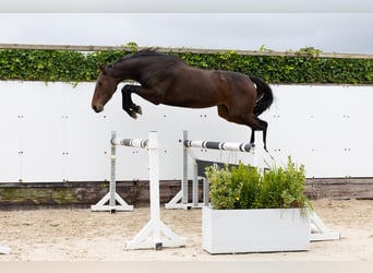 Belgisch Warmbloed, Merrie, 3 Jaar, 158 cm, Donkerbruin Belgisch Warmbloed, Merrie, 3 Jaar, 158 cm, Donkerbruin