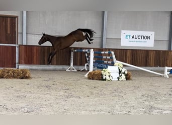 Belgisch Warmbloed, Merrie, 3 Jaar, 160 cm, Donkerbruin