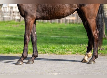 Belgisch Warmbloed, Merrie, 3 Jaar, 160 cm