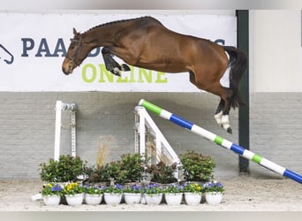 Belgisch Warmbloed, Merrie, 3 Jaar, 163 cm, Bruin