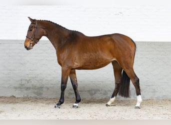 Belgisch Warmbloed, Merrie, 3 Jaar, 163 cm, Bruin