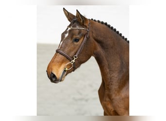 Belgisch Warmbloed, Merrie, 3 Jaar, 163 cm, Bruin