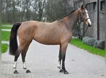 Belgisch Warmbloed, Merrie, 3 Jaar, 163 cm, Roodbruin