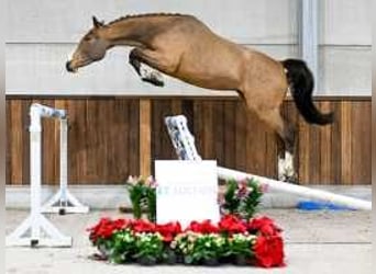 Belgisch Warmbloed, Merrie, 3 Jaar, 163 cm, Roodbruin