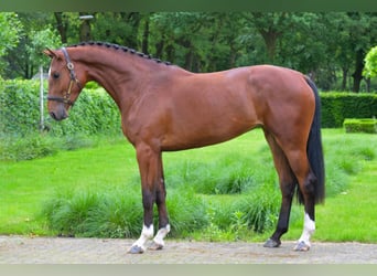 Belgisch Warmbloed, Merrie, 3 Jaar, 167 cm, Bruin